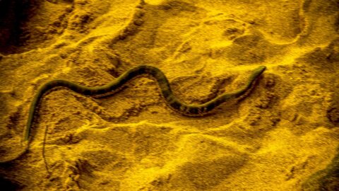Highly Venomous Tiger Snake on Gibson Steps Beach, Great Ocean Road, VIC, Australia