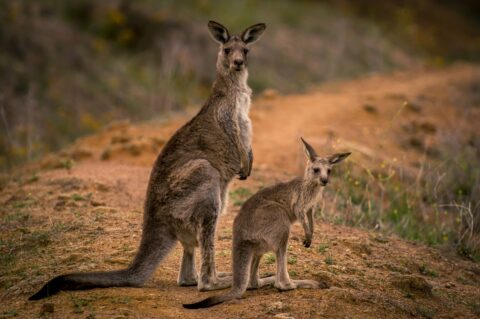 Is It Safe??? Kangaroos On The Trail In Red Hill, Canberra, ACT, Australia