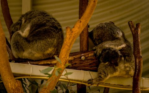 Koala Family Sleeping In Tidbinbilla Nature Reserve – Canberra, ACT, Australia