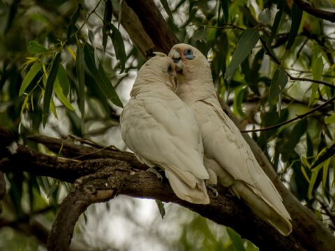 Little Corella Couple On The Tree At Peter Lehmann’s Winery, SA, Australia