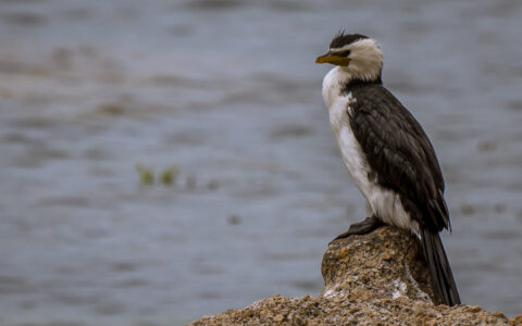 Little Pied Cormorant On Granite Island, SA, Australia