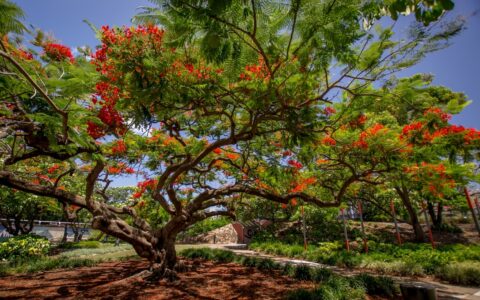Natural Christmas Decoration In Brisbane, QLD, Australia