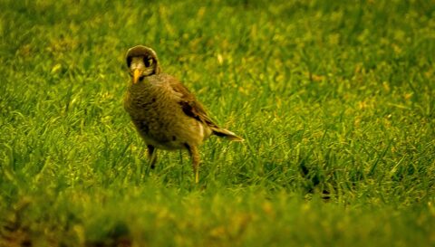 Noisy Miner In The Yard Of Peter Lehmann’s Winery, SA, Australia