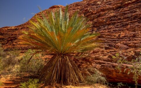 Palm Tree Along South Wall Trail In Watarrka National Park (Kings Canyon), NT, Australia