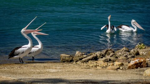 Pelican Choir, Nambucca,, NSW, Australia