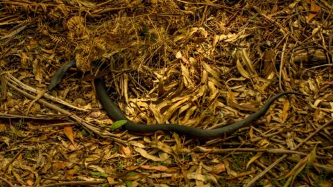 Poisonous Red-bellied Back Snake In Tidbinbilla Nature Reserve – Canberra, ACT, Australia