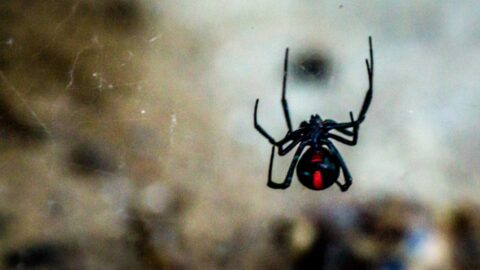 Poisonous Redback Spider In The Web Under Milosh’s Barbecue, Canberra, ACT, Australia
