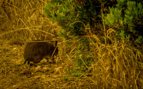 Rat Kangaroo At Bay Of Martyrs, Great Ocean Road, VIC, Australia