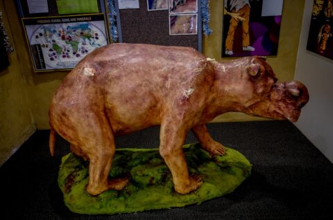 Replica Of Extinct Zygomaturus Trilobus In Tantanoola Caves Visitor Centre, SA, Australia