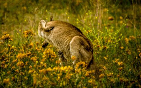 Scratch My Back, Kangaroo On Red Hill, Canberra, ACT, Australia