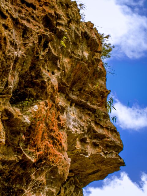 The Art Of Nature In The Scenic World, Blue Mountains, NSW, Australia