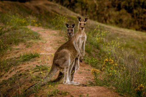 Two Kangaroos Posing On The Trail In Red Hill, Canberra, ACT, Australia