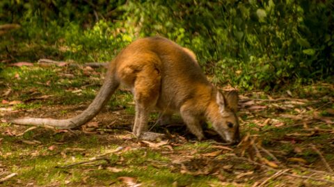 Wallaby On The Side Of The Road In Blue Mountains, NSW, Australia