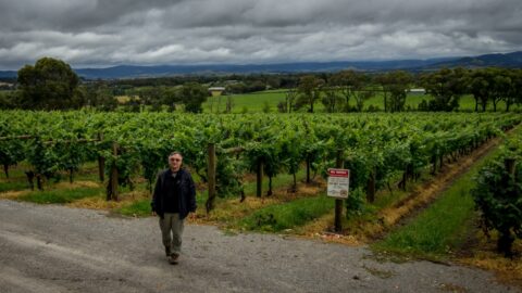 rrasha (Designated Driver) By Yarra Yering Vineyard In Gruyere, Yarra Valley,VIC, Australia