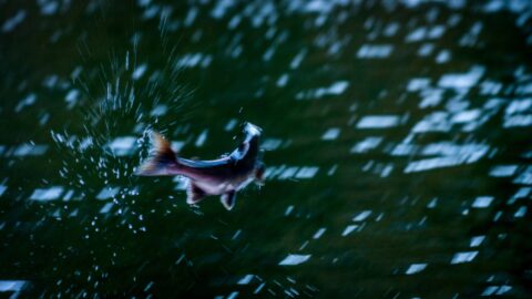 ♫ Fish Is Jumping… In Antarko River, BC