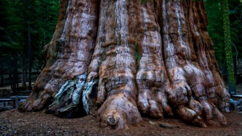 11m Diameter At Ground, General Sherman Tree In Giant Sequoia National Monument, CA