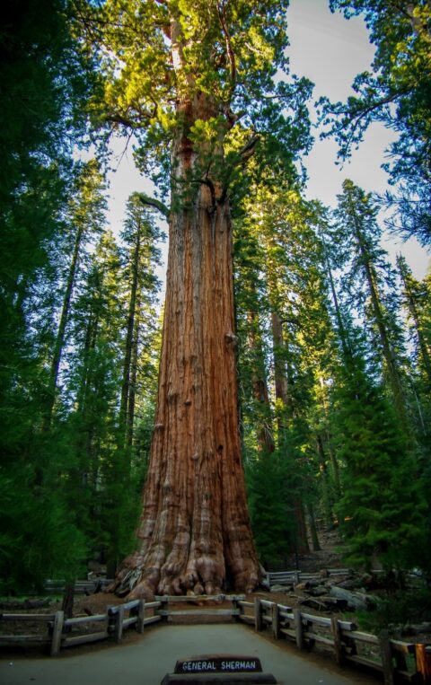 About 2500 Year Old, General Sherman Tree In Giant Sequoia National Monument, CA
