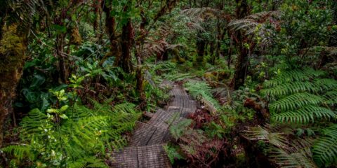 Alaka’i Swamp Trail to Kilohana Lookout, North-West side of Kauai Island, HI