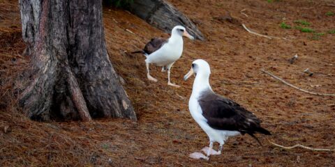 Albatross Sanctuary near Larsen’s Beach, North-East Shore of Kauai Island, HI