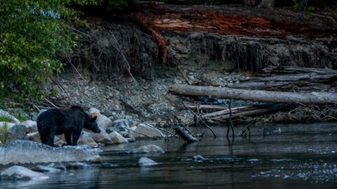 Big Grizzly Bear Look For Fish In Antarko River Near Fisheries Pool Campground, Bella Coola, BC