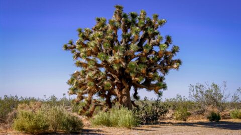 Big Joshua Tree In Mojave Desert, CA