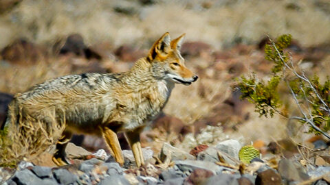 Coyote In Death Valley National Park, CA