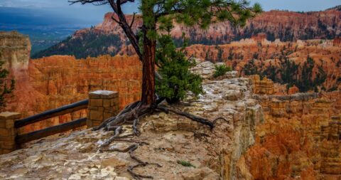 Detail From Bryce Canyon National Park, UT
