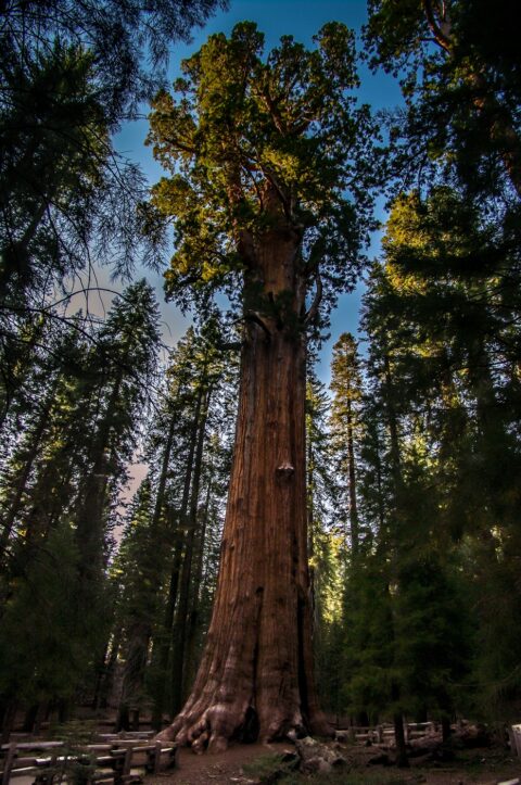 First Look At The Biggest Known Tree On Earth, General Sherman Tree In Giant Sequoia National Monument, CA