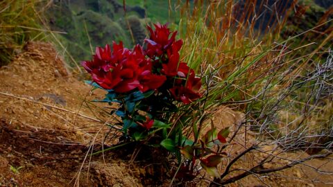 Flower Along Nu’lolo Trail In Kokee State Park, West Coast Of Kauai Island, HI