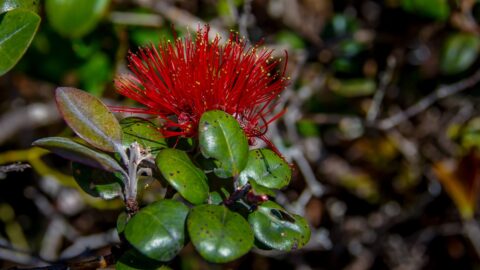 Flower Along Trail To Pu’U O Kila Lookout In Koke’e State Park, Kauai Island, HI