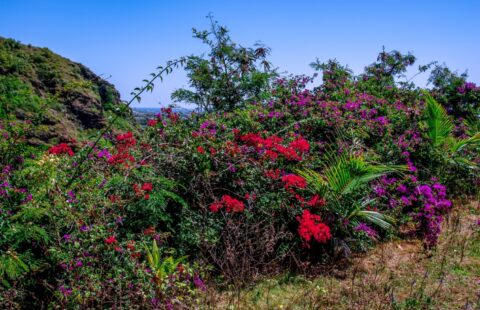 Flowers on the side of the road between Opaeka’a Falls and Wailua, on the East Shore of Kauai Island, HI