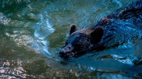 Big Male Grizzly Bear Swims In Antarko River Near Fisheries Pool Campground, Bella Coola, BC