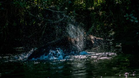 Bear Shake In Antarko River, BC