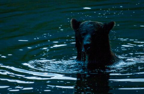 Grizzly Bear Looking For Dinner On My Side Of Atnarko River, Bella Coola Valley, BC