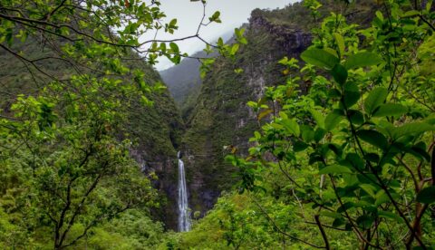 Jungle Trail To Hanakapi’ai Falls, West Coast Of Kauai Island, HI