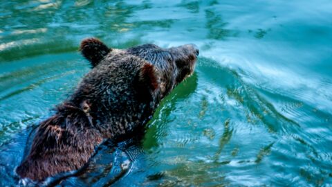 Big Male Grizzly Bear Looks For Salmon In Antarko River Near Fisheries Pool Campground, Bella Coola, BC