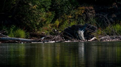 Late Summer On Atnarko River, Bella Coola Valley, BC