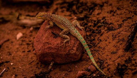 Lizard Climbed On Rock Near Jarda’s Mushroom, Long Canyon, Moab, UT