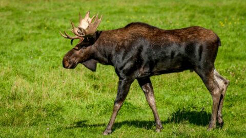 Marching Moose In Bella Coola Valley, BC