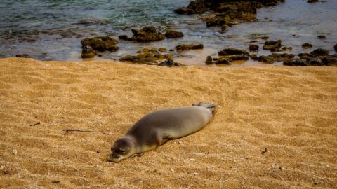 Monk Seal resting on the Larsen’s Beach, North-East Shore of Kauai Island, HI