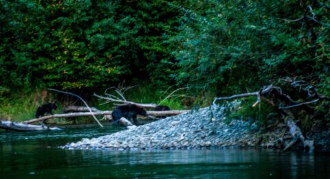 Grizzly Bear Mother With Two Cubs Near Fisheries Pool Campground, Bella Coola, BC