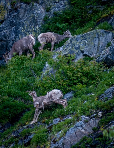 Mountain Sheep High Above the road Near Kootenay Pass On Crowsnest Highway 3 , BC