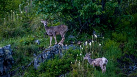 Mountain Sheep Near Kootenay Pass On Crowsnest Highway 3 , BC