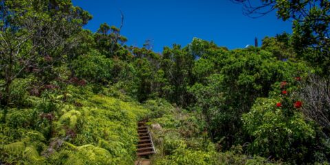 Near The End Of Trail To Pu’U O Kila Lookout In Koke’e State Park, Kauai Island, HI