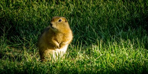 Prairie Dog In Bleriot Ferry Campground, Drumheller, AB
