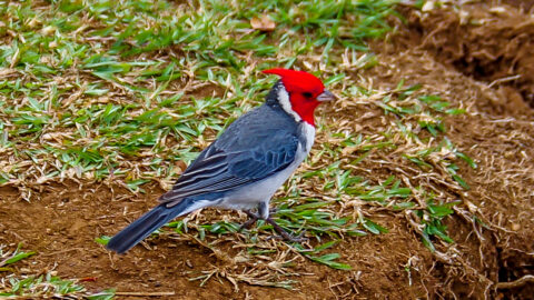 Red Crested Cardinal On Awa’awapuhi Traill In Koke’e State Park, West Coast Of Kauai Island, HI