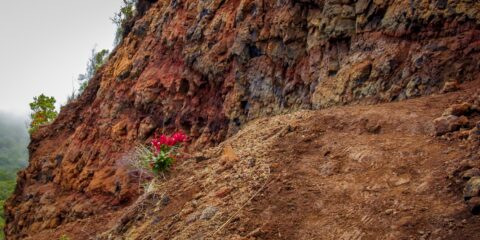 Red Flowers Along Narrow Section Of Nu’loloTrail In Kokee State Park, West Coast Of Kauai Island, HI