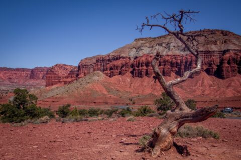 Sculpture Tree On Panorama Point in Capitol Reef National Park, UT