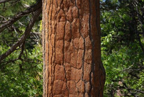 Sequoia In Yosemite National Park, CA