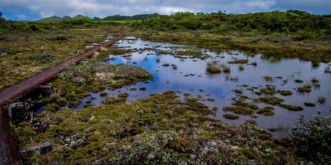 Trail Through Alakai Swamp Towards Pu’U O Kila Lookout In Koke’e State Park, Kauai Island, HI